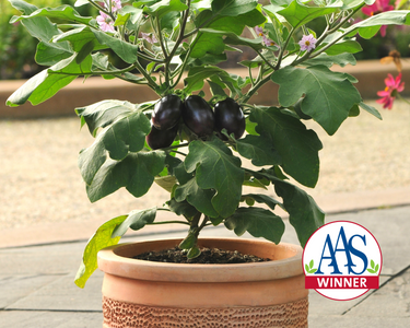 Patio Baby Hybrid Eggplant Seeds